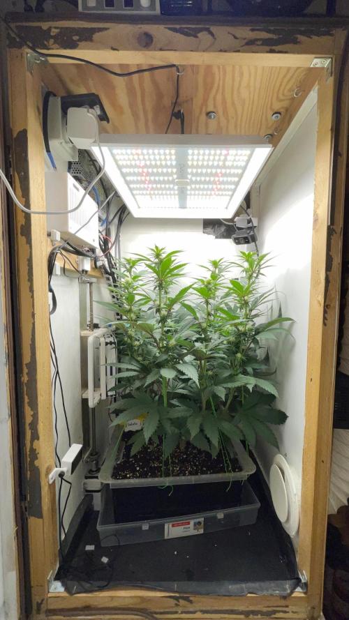 Gelato - Eigenbau-Growbox - Grow #3. Week 10 - Tag 65 (BT 19) - Bild 1 - vorher