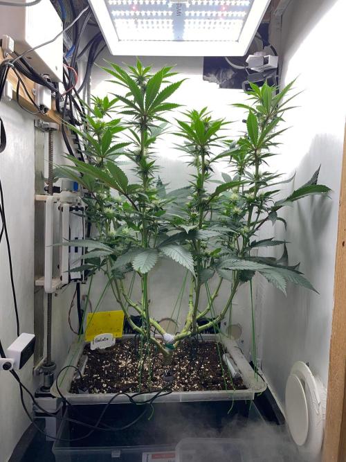 Gelato - Eigenbau-Growbox - Grow #3. Week 10 - Tag 65 (BT 19) - Bild 3 - nachher