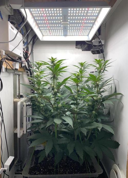 Gelato - Eigenbau-Growbox - Grow #3. Week 10 - Tag 65 (BT 19) - Bild 2 - vorher