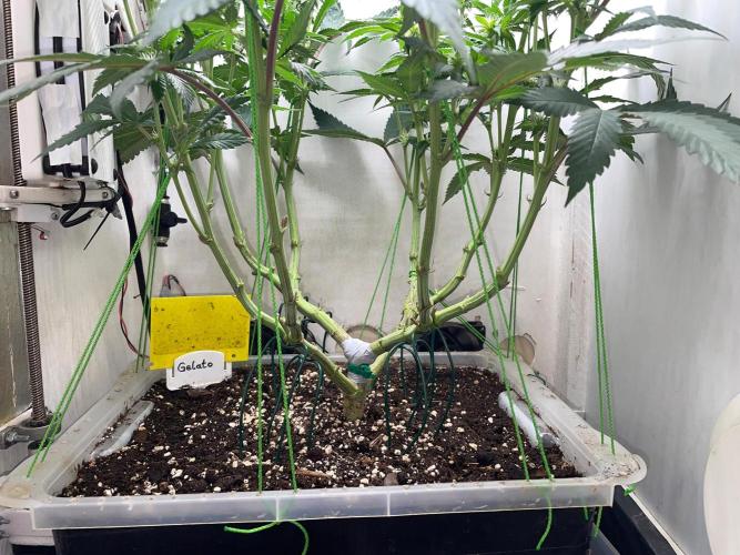 Gelato - Eigenbau-Growbox - Grow #3. Week 10 - Tag 65 (BT 19) - Bild 4 - nachher