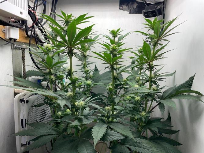 Gelato - Eigenbau-Growbox - Grow #3. Week 10 - Tag 65 (BT 19) - Bild 5 - nachher