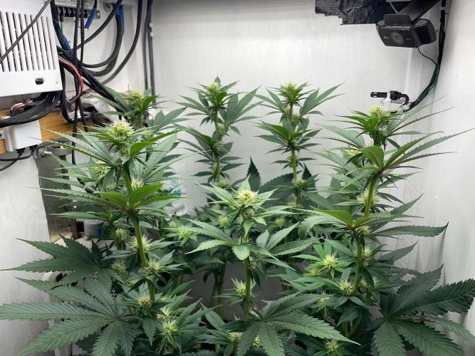 Gelato - Eigenbau-Growbox - Grow #3. Week 10 - Tag 65 (BT 19) - Bild 6 - nachher