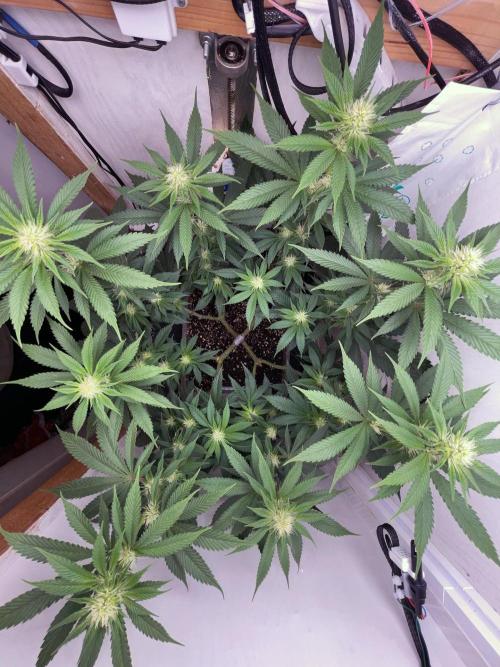 Gelato - Eigenbau-Growbox - Grow #3. Week 10 - Tag 65 (BT 19) - Bild 7 - nachher