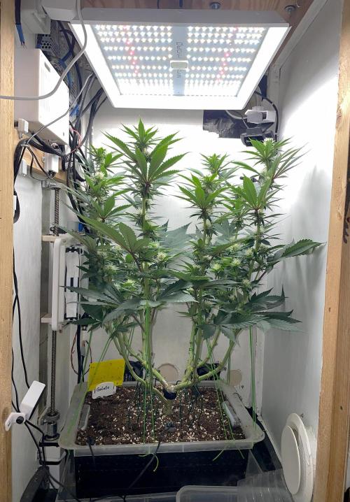 Gelato - Eigenbau-Growbox - Grow #3. Week 10 - Tag 68 - Bild 1