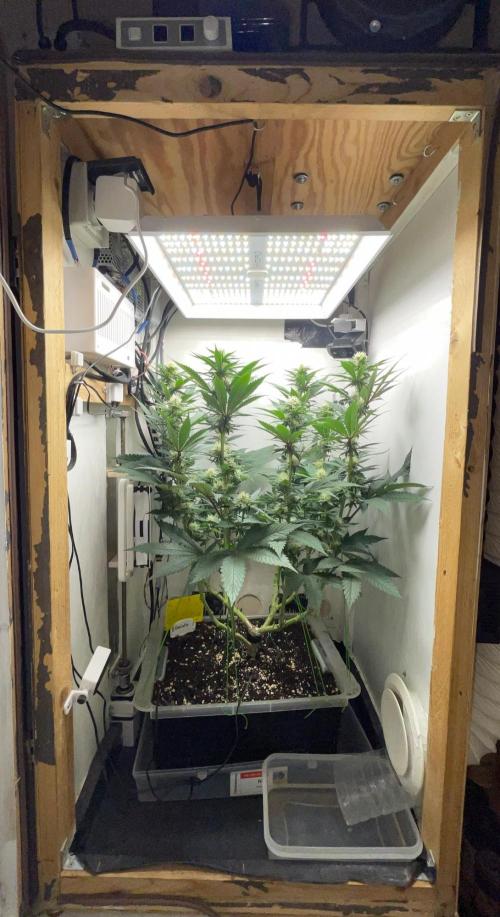 Gelato - Eigenbau-Growbox - Grow #3. Week 10 - Tag 70 (BT 24) - Bild 1