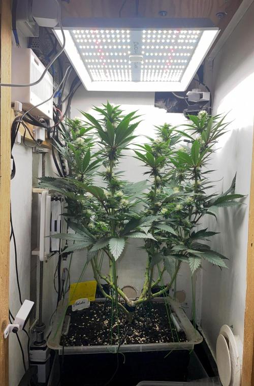 Gelato - Eigenbau-Growbox - Grow #3. Week 10 - Tag 70 (BT 24) - Bild 2