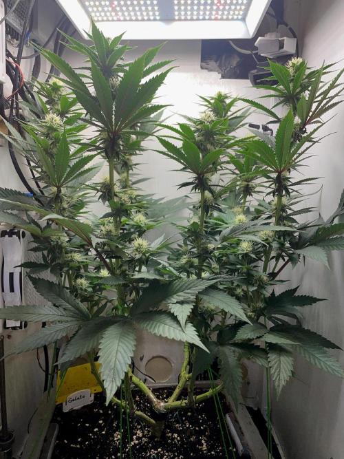 Gelato - Eigenbau-Growbox - Grow #3. Week 10 - Tag 70 (BT 24) - Bild 3