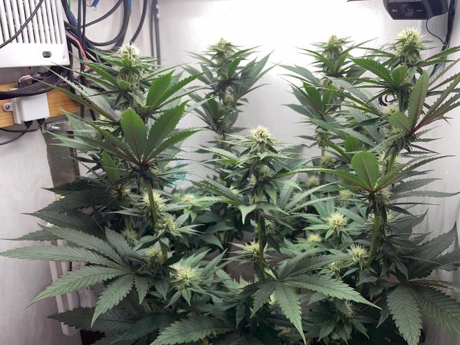 Gelato - Eigenbau-Growbox - Grow #3. Week 10 - Tag 70 (BT 24) - Bild 4