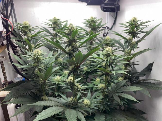 Gelato - Eigenbau-Growbox - Grow #3. Week 10 - Tag 70 (BT 24) - Bild 5