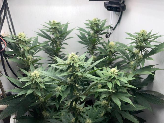 Gelato - Eigenbau-Growbox - Grow #3. Week 10 - Tag 70 (BT 24) - Bild 6