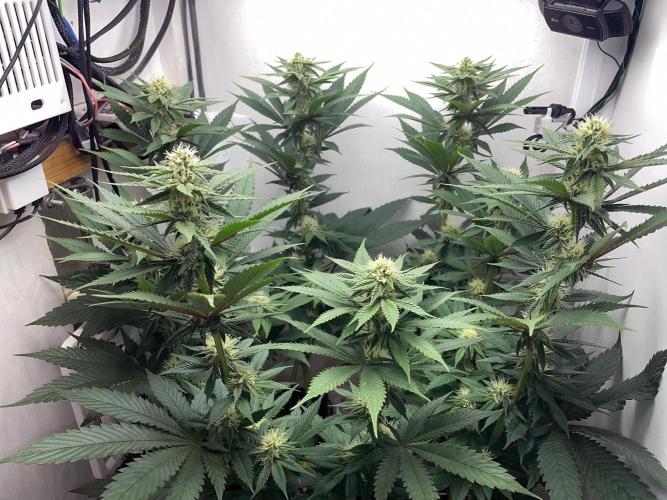 Gelato - Eigenbau-Growbox - Grow #3. Week 10 - Tag 70 (BT 24) - Bild 7
