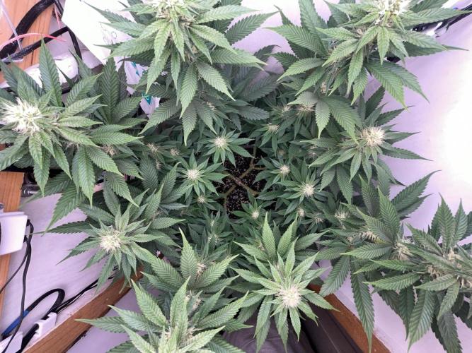 Gelato - Eigenbau-Growbox - Grow #3. Week 10 - Tag 70 (BT 24) - Bild 8