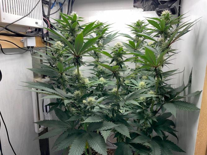 Gelato - Eigenbau-Growbox - Grow #3. Week 11 - Tag 71 (BT 25) - Bild 2