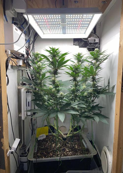 Gelato - Eigenbau-Growbox - Grow #3. Week 11 - Tag 71 (BT 25) - Bild 1