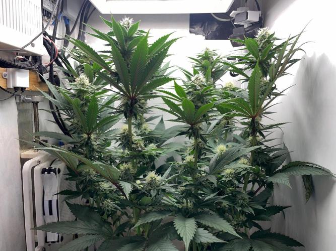 Gelato - Eigenbau-Growbox - Grow #3. Week 11 - Tag 73 (BT 27) - Bild 1