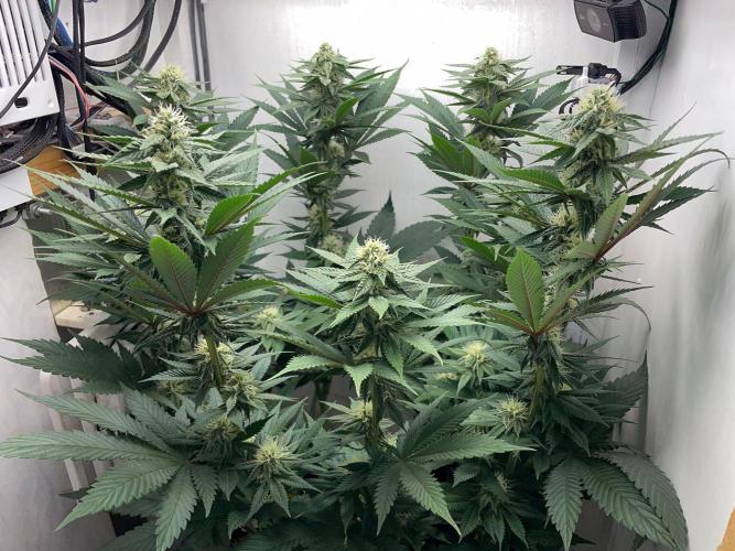 Gelato - Eigenbau-Growbox - Grow #3. Week 11 - Tag 73 (BT 27) - Bild 2