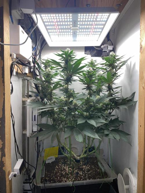 Gelato - Eigenbau-Growbox - Grow #3. Week 11 - Tag 75 (BT 29) - Bild 1