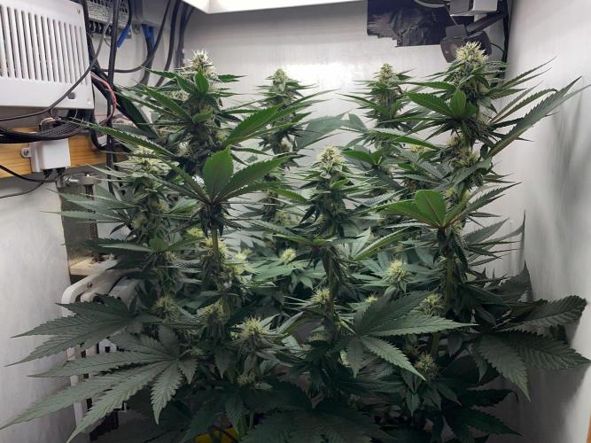 Gelato - Eigenbau-Growbox - Grow #3. Week 11 - Tag 75 (BT 29) - Bild 2