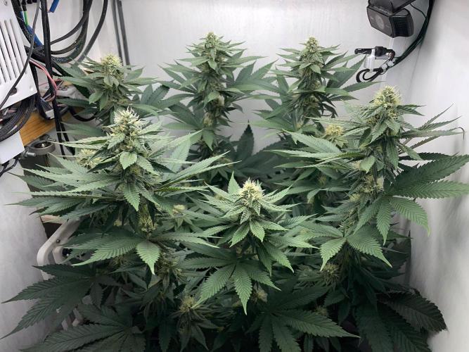 Gelato - Eigenbau-Growbox - Grow #3. Week 11 - Tag 75 (BT 29) - Bild 3