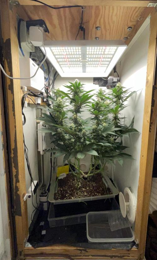 Gelato - Eigenbau-Growbox - Grow #3. Week 11 - Tag 77 (BT 31) - Bild 1