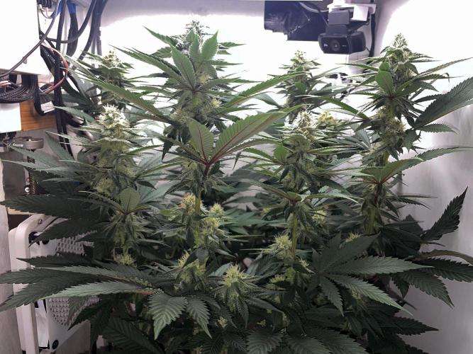 Gelato - Eigenbau-Growbox - Grow #3. Week 11 - Tag 77 (BT 31) - Bild 2