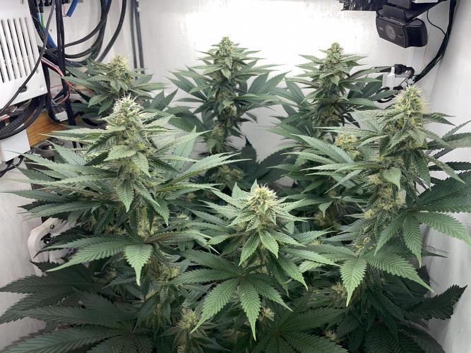 Gelato - Eigenbau-Growbox - Grow #3. Week 11 - Tag 77 (BT 31) - Bild 3