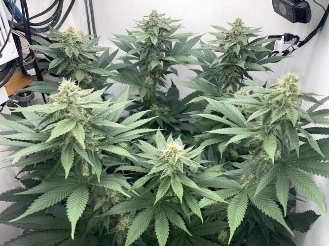 Gelato - Eigenbau-Growbox - Grow #3. Week 11 - Tag 77 (BT 31) - Bild 4
