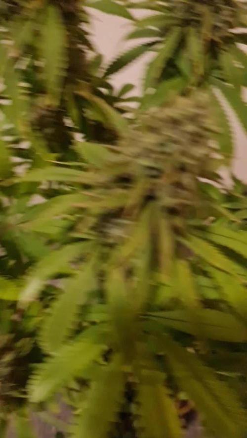 Mixed Tent from RQS