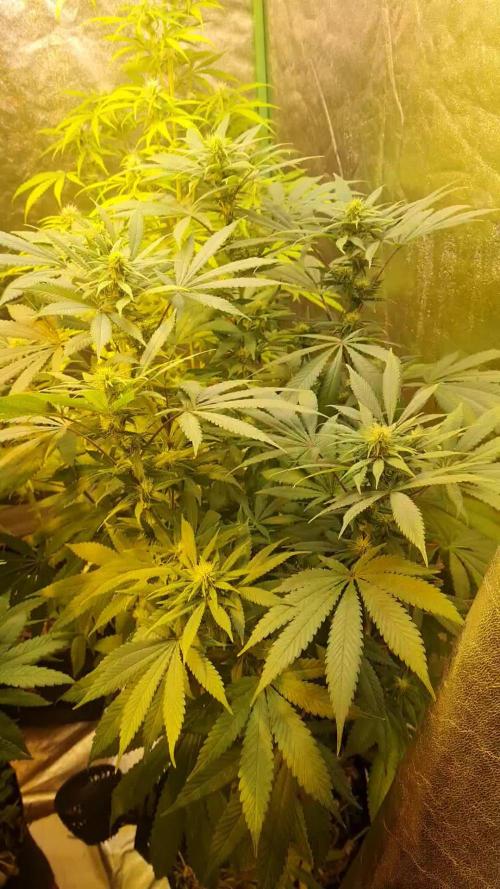 Mixed Tent from RQS