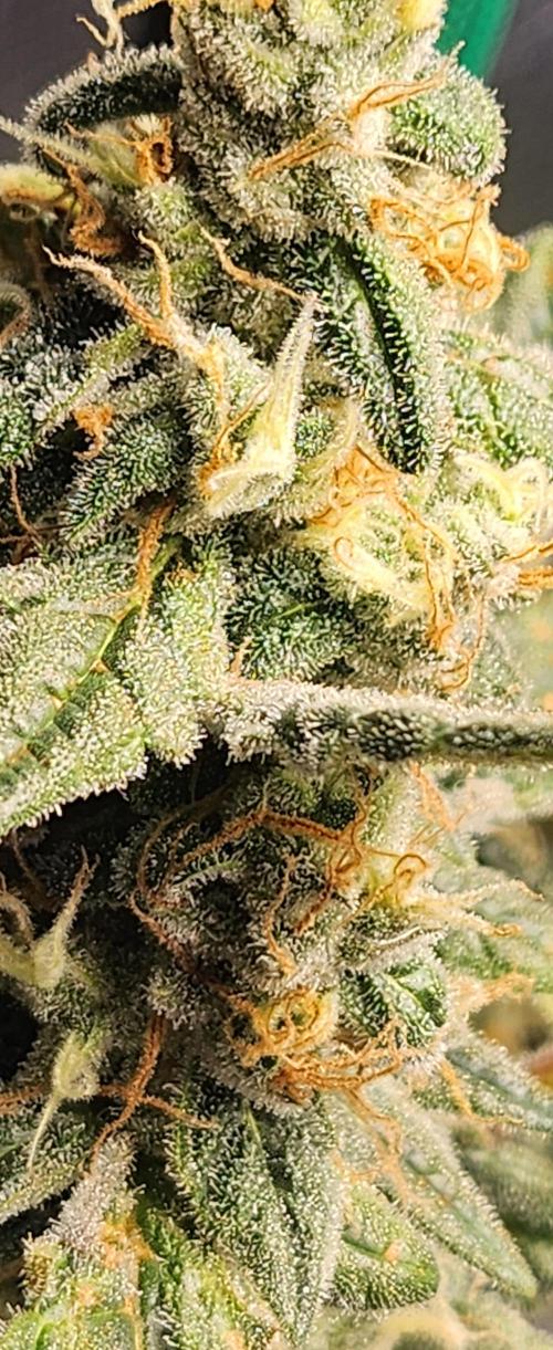 scgray420