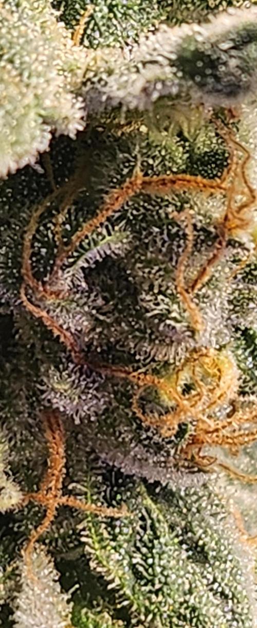 scgray420