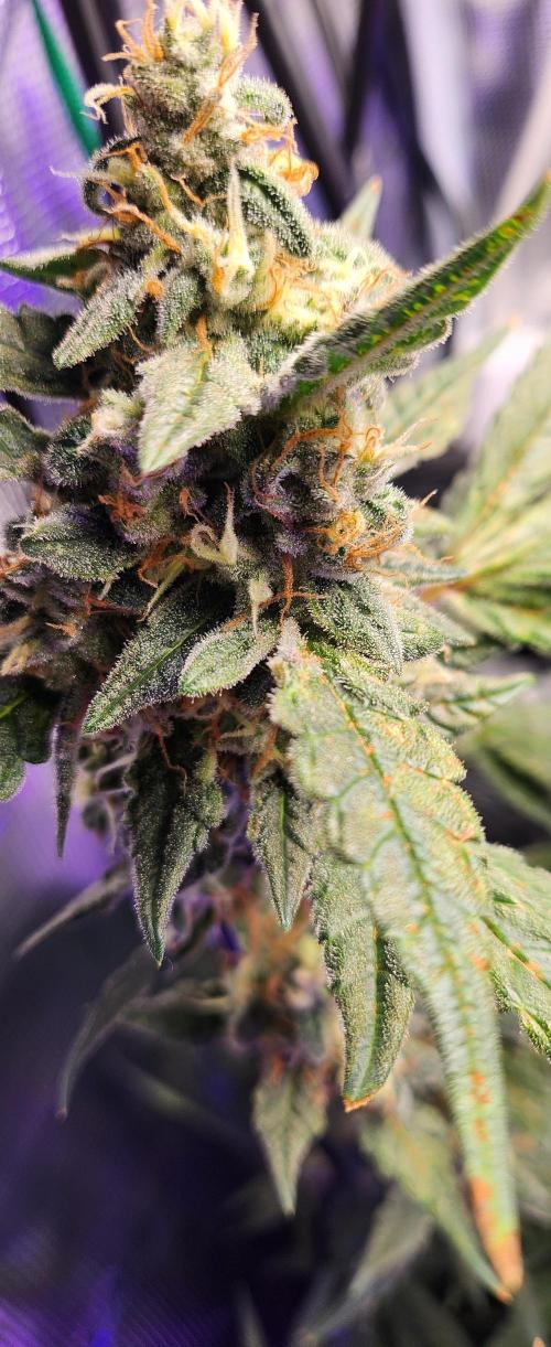 scgray420