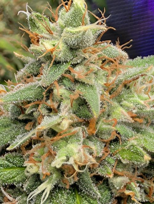 scgray420