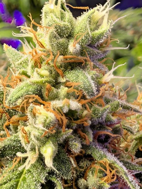 scgray420