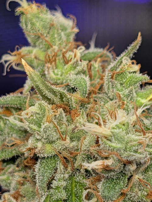 scgray420