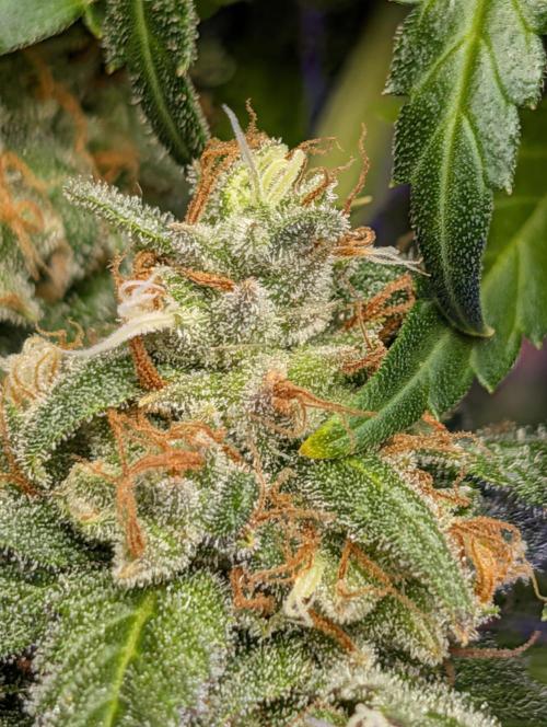 scgray420