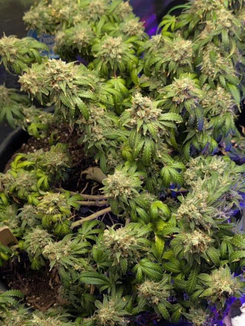 scgray420