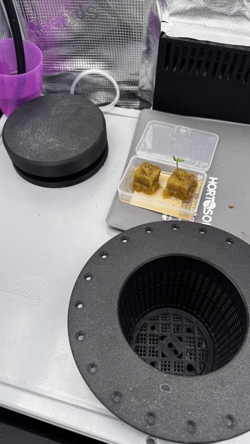 Monster Maker 1. Week 0