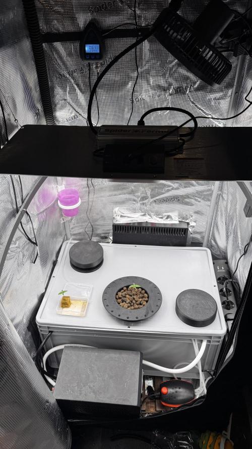 Monster Maker 1. Week 0