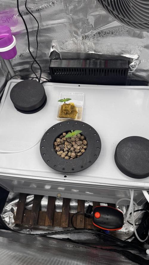 Monster Maker 1. Week 0