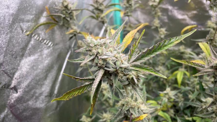 Redball = Tyrone Stomper F7 x Bruce Banner #3 F3 Auto