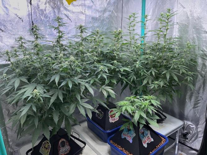 3 Night Owls. Week 6