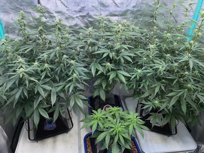 3 Night Owls. Week 6