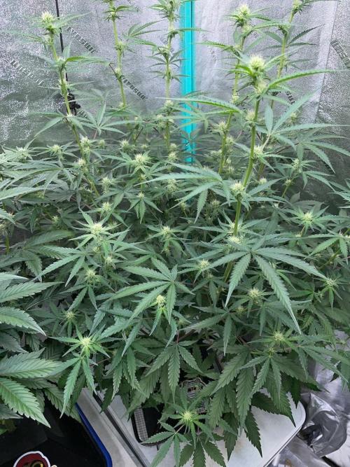 3 Night Owls. Week 6