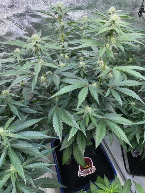 3 Night Owls. Week 6