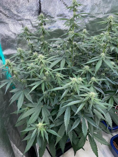 3 Night Owls. Week 6