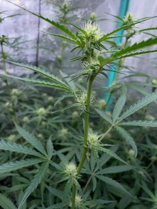 3 Night Owls. Week 6