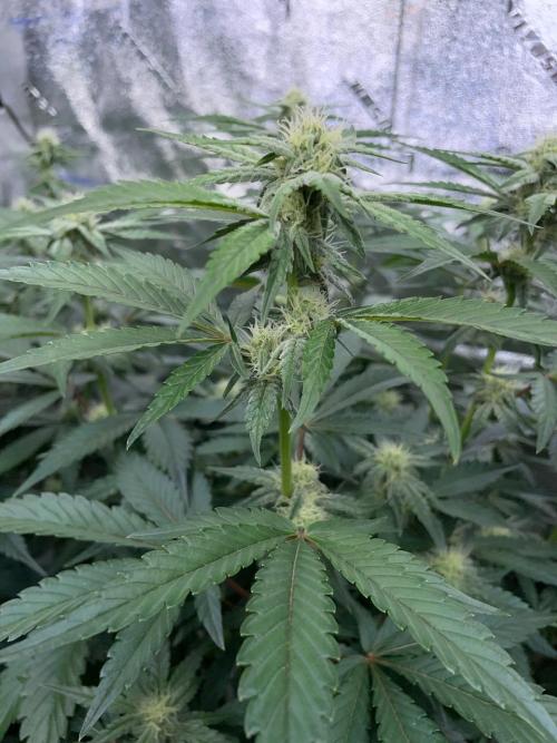 3 Night Owls. Week 6