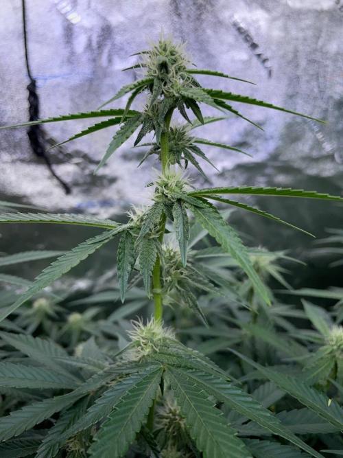 3 Night Owls. Week 6