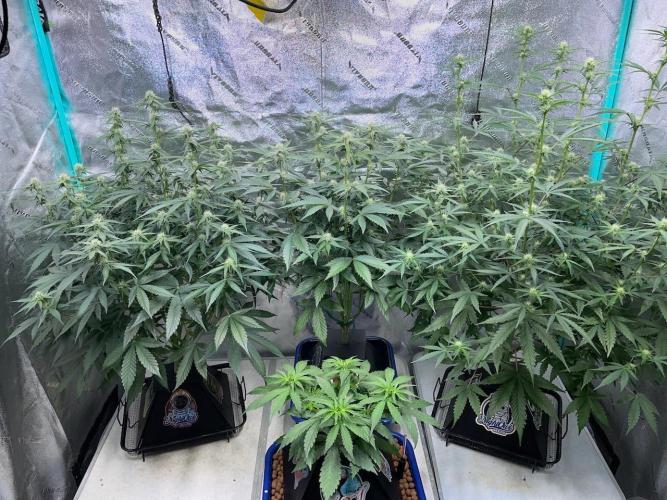 3 Night Owls. Week 6